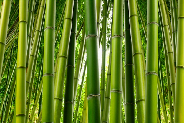 Resiliente: la virtù della canna di bambù. – AIAS Nola